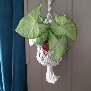Small Macrame Plant basket